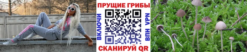 Псилоцибиновые грибы GOLDEN TEACHER  Мантурово 